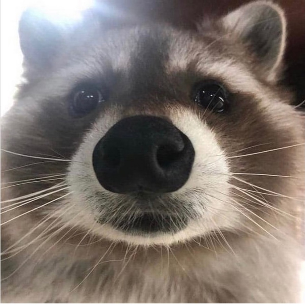 Meet your Posher, Mir